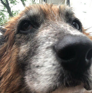 Meet your Posher, Leo